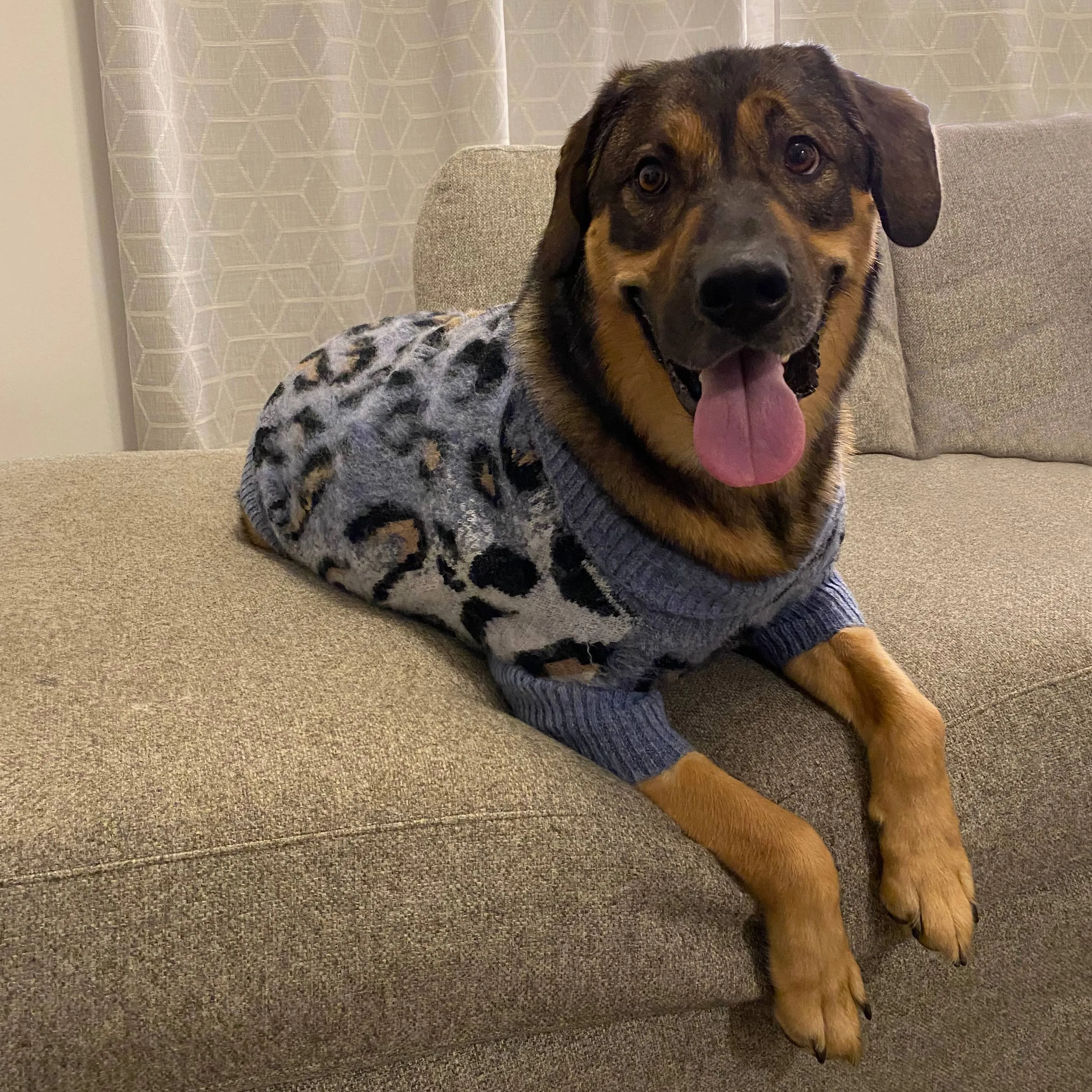 Leopard Print Dog Sweater